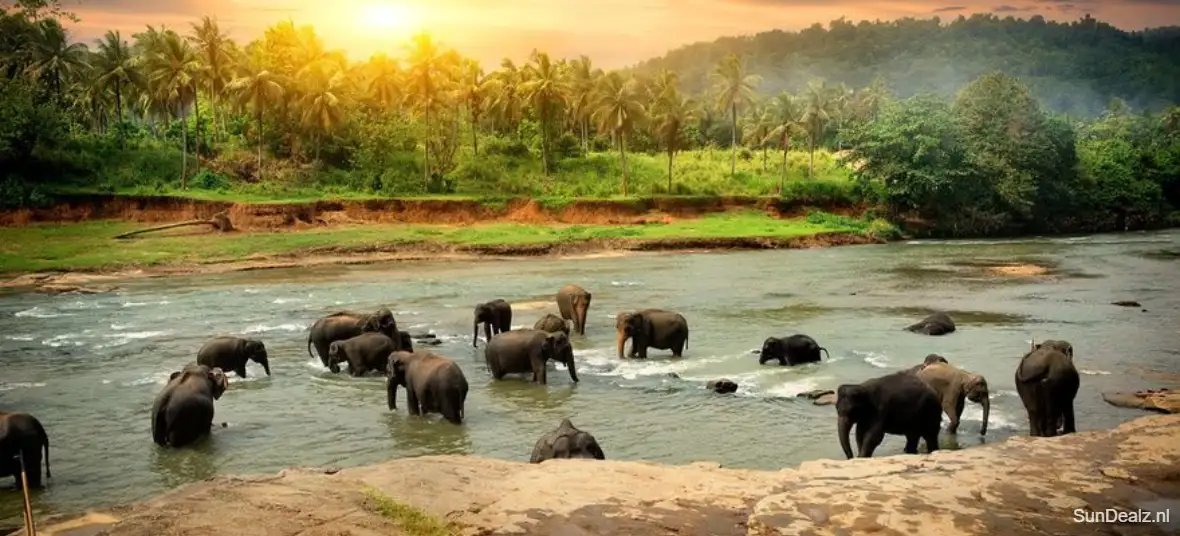 Goedkope vakantie Sri Lanka 2024